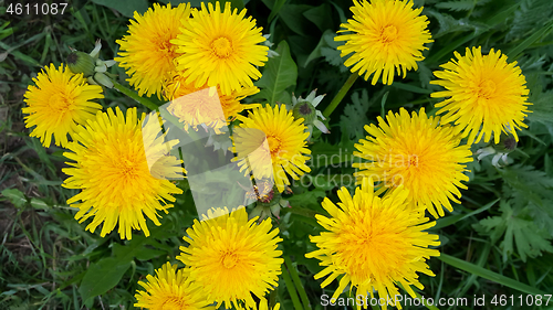 Image of Bright yellow dandelion flowers