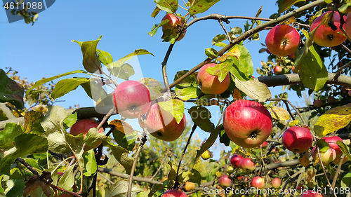 Image of Branches with bright red apples