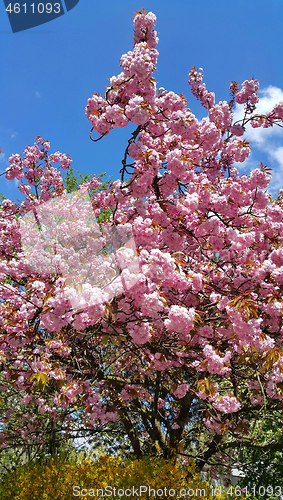 Image of Beautiful flowers of spring trees on blue sky background