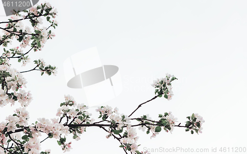 Image of Spring Apple Tree Blossoms Against A White Background