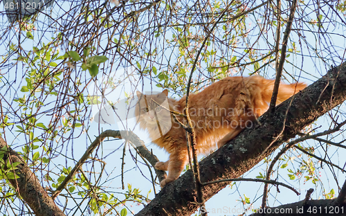 Image of Cat Climbed Up On A Tree Branch On A Spring Day