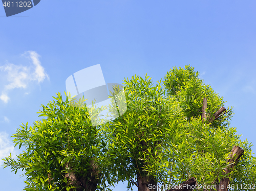 Image of Tree Tops Against The Blue Sky