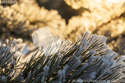 Image of pine forest, winter