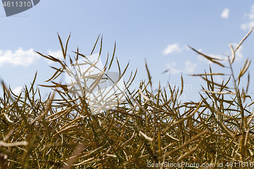 Image of canola dry