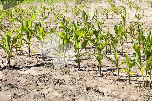 Image of row of sunlit corn