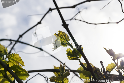 Image of Leaves of grapes, spring