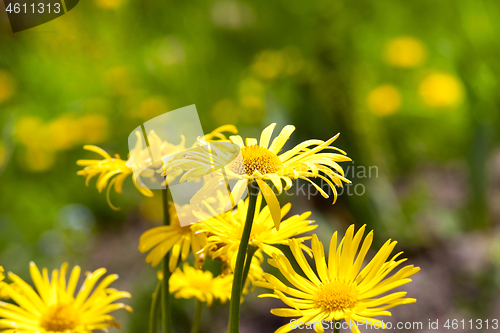 Image of selected chamomile