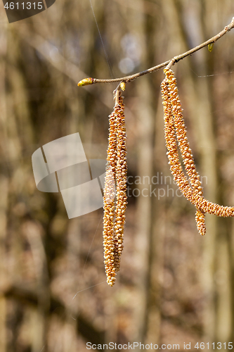 Image of birch in spring