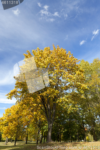 Image of the leaves on the trees