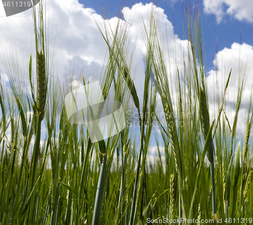 Image of field of wheat.