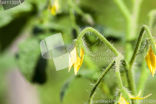 Image of crop of a fruit garden