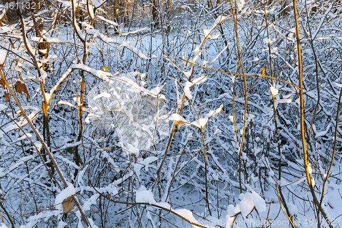 Image of trees in the snow