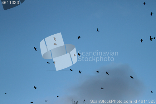 Image of Birds flying