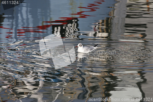 Image of Seagull