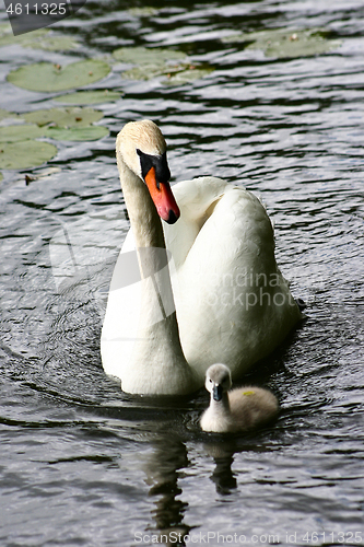 Image of Swan and cygnet