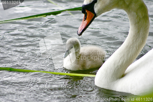 Image of Swan and cygnet