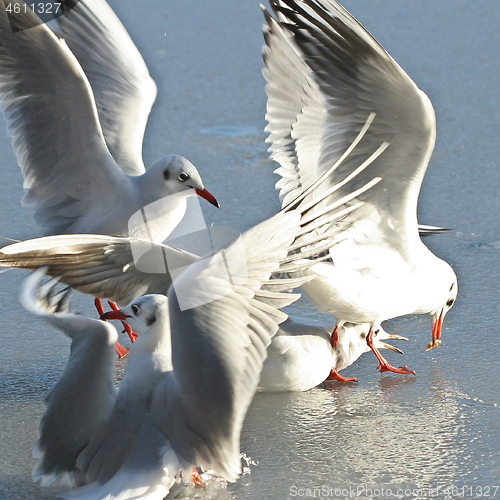 Image of Seagull