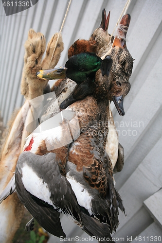Image of Ducks after the hunt