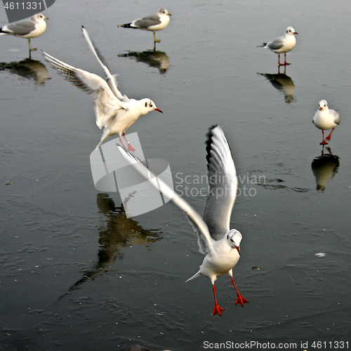 Image of Seagull