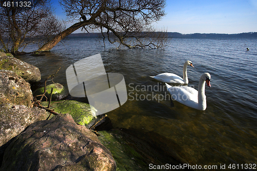 Image of Swans 