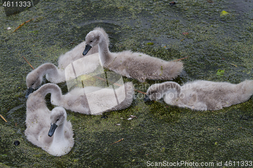 Image of Cygnets