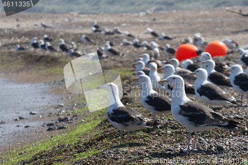 Image of Seagull Iat the coast