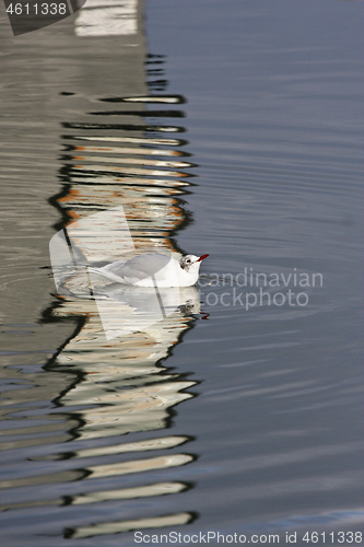 Image of Seagull