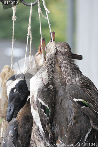 Image of Ducks after the hunt