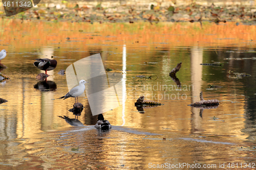 Image of Ducks 