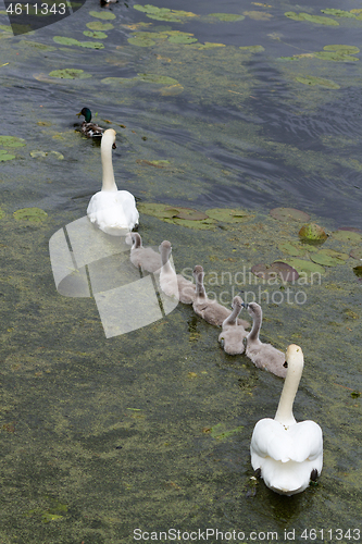 Image of Swans and cygnets