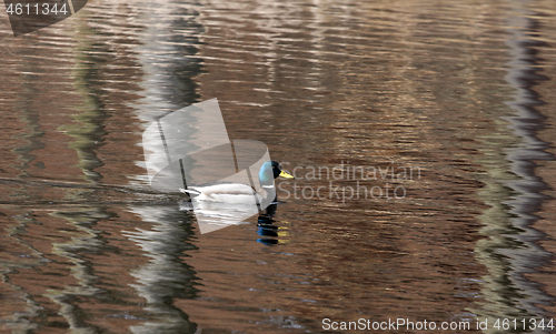 Image of Ducks 