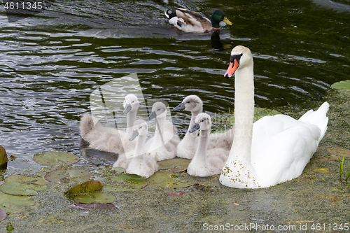 Image of Swans and cygnets