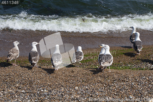 Image of Seagull Iat the coast