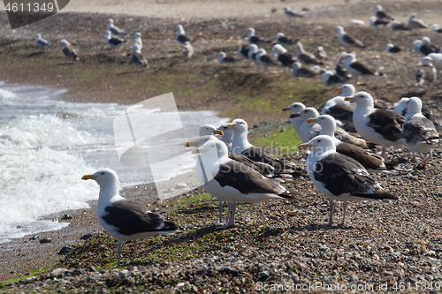 Image of Seagull Iat the coast