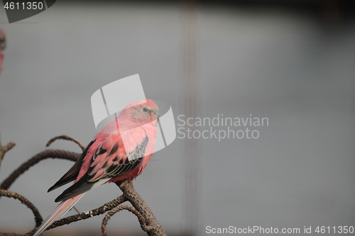 Image of Red bird