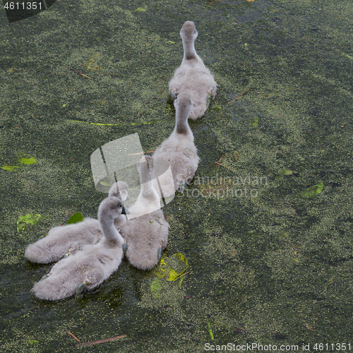 Image of Cygnets