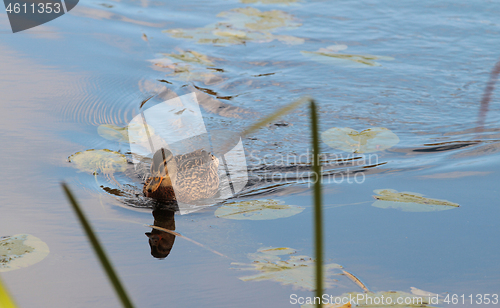 Image of Ducks 