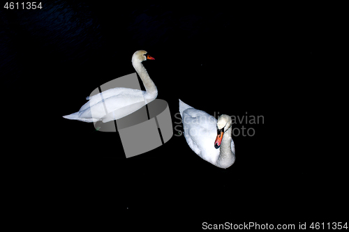 Image of Swans 