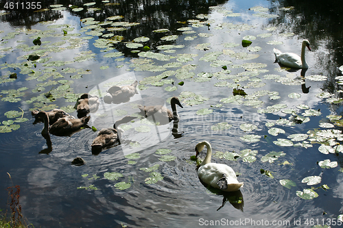 Image of Swans 