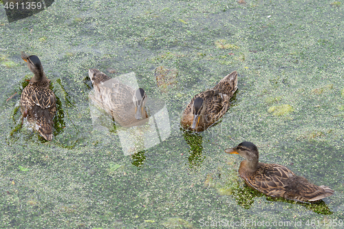 Image of Ducks 