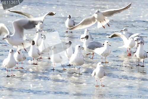 Image of Seagull