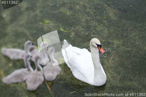 Image of Swans and cygnets