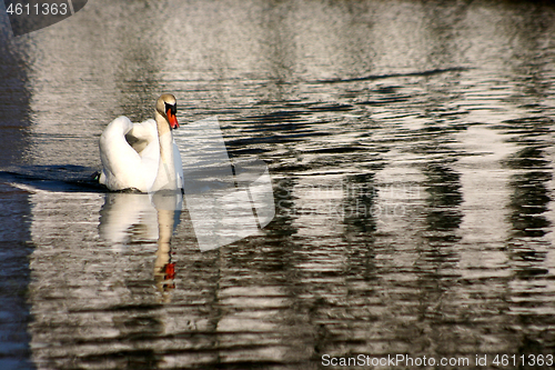 Image of Swans 