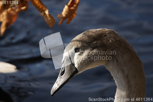 Image of Swans 