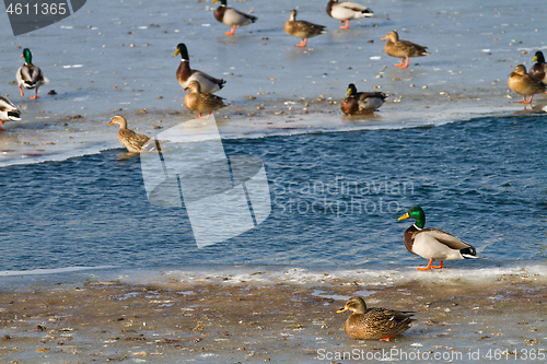 Image of Ducks on ice