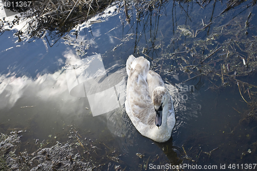 Image of Swans 