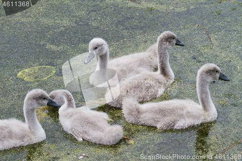 Image of Cygnets