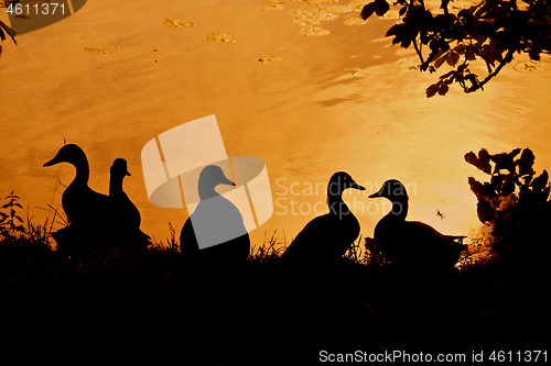 Image of Ducks 