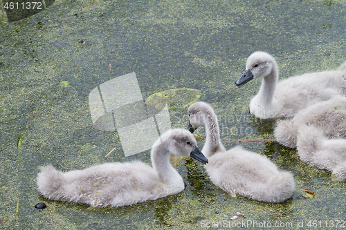 Image of Cygnets