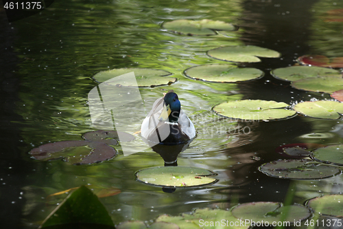 Image of Ducks 